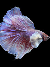 Load image into Gallery viewer, Male Halfmoon - Dumbo #992 - Live Betta Fish
