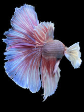 Load image into Gallery viewer, Male Halfmoon - Dumbo #992 - Live Betta Fish
