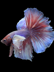 Male Halfmoon - Dumbo #992 - Live Betta Fish