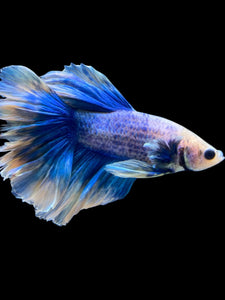 Male Rosetail - Blue Sky #994 - Live Betta Fish (NIP TAIL)