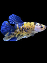 Load image into Gallery viewer, GIANT Male Halfmoon Plakat - Yellow Galaxy #995 - Live Betta Fish
