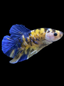 GIANT Male Halfmoon Plakat - Yellow Galaxy #995 - Live Betta Fish
