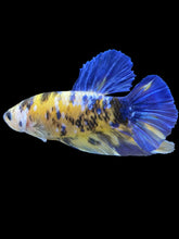 Load image into Gallery viewer, GIANT Male Halfmoon Plakat - Yellow Galaxy #995 - Live Betta Fish
