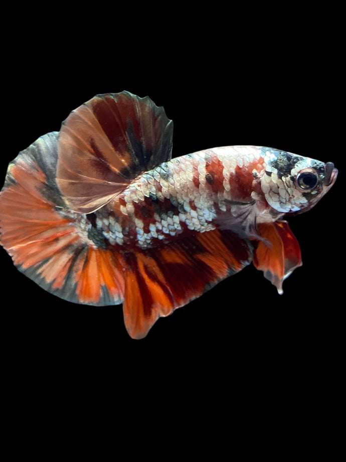 Male Halfmoon Plakat - Candy Copper #996 - Live Betta Fish