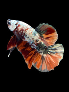 Male Halfmoon Plakat - Candy Copper #996 - Live Betta Fish