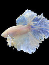 Load image into Gallery viewer, Male Rosetail - White Platinum Dumbo #997 - Live Betta Fish
