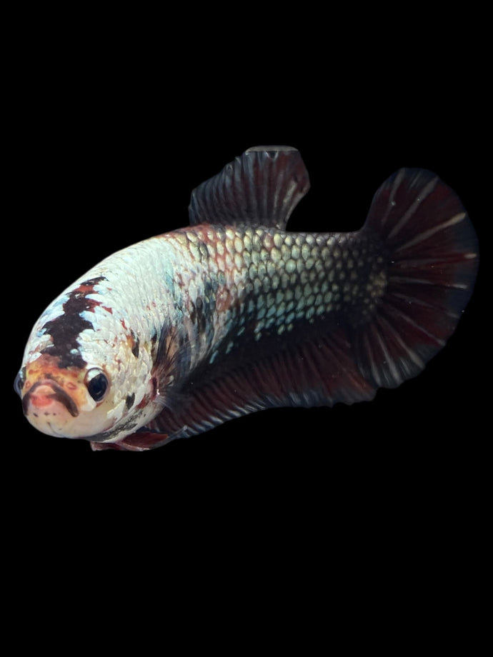 GIANT Female Halfmoon Plakat - Copper #999 Live Betta Fish
