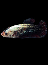 Load image into Gallery viewer, GIANT Female Halfmoon Plakat - Copper #999 Live Betta Fish
