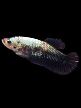 Load image into Gallery viewer, GIANT Female Halfmoon Plakat - Copper #999 Live Betta Fish
