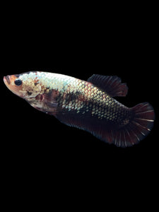 GIANT Female Halfmoon Plakat - Copper #999 Live Betta Fish