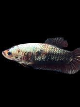 Load image into Gallery viewer, GIANT Female Halfmoon Plakat - Copper #999 Live Betta Fish
