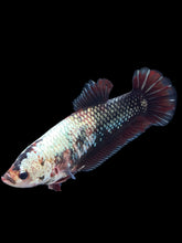 Load image into Gallery viewer, GIANT Female Halfmoon Plakat - Copper #999 Live Betta Fish

