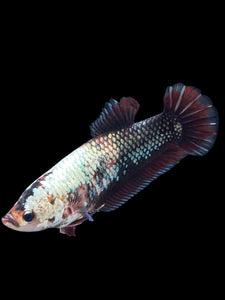 GIANT Female Halfmoon Plakat - Copper #999 Live Betta Fish