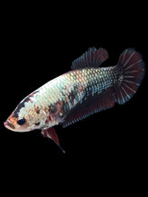 Load image into Gallery viewer, GIANT Female Halfmoon Plakat - Copper #999 Live Betta Fish

