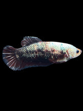 Load image into Gallery viewer, GIANT Female Halfmoon Plakat - Copper #999 Live Betta Fish
