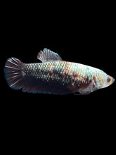 Load image into Gallery viewer, GIANT Female Halfmoon Plakat - Copper #999 Live Betta Fish
