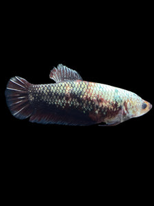 GIANT Female Halfmoon Plakat - Copper #999 Live Betta Fish