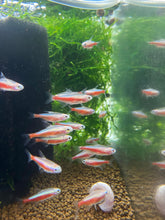 Load image into Gallery viewer, Albino Cardinal Tetra - Paracheirodon axelrodi
