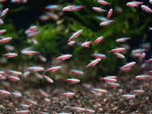 Load image into Gallery viewer, Albino Cardinal Tetra - Paracheirodon axelrodi
