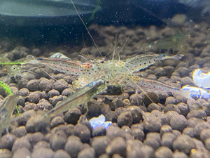 Amano Shrimp - 5 Pack