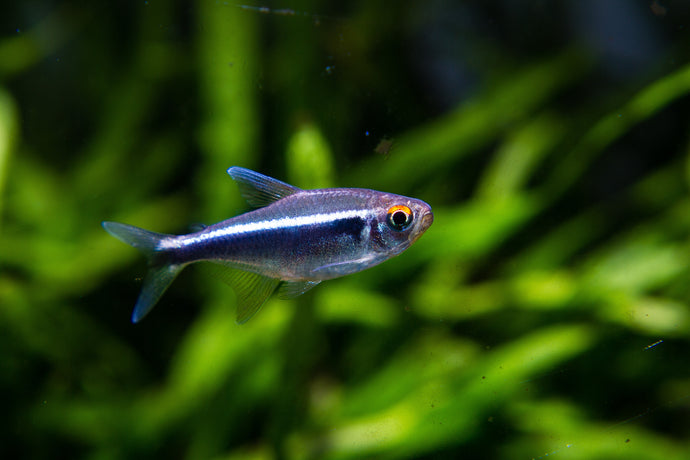 Black Neon Tetra - Hyphessobrycon herbertaxelrodi