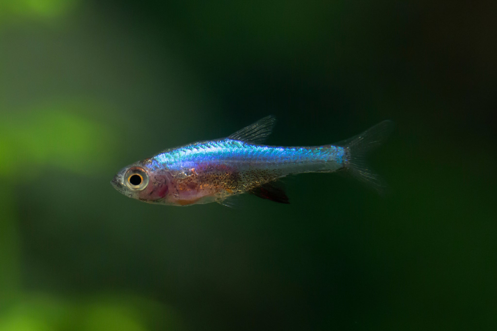 Blue Axelrodi Rasbora - Sundadanio Axelrodi – Tucky's Bettas
