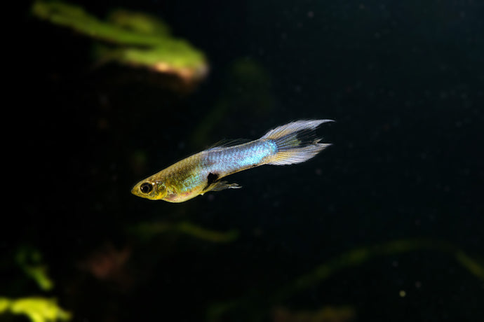 Blue Endlers - 3 Pack