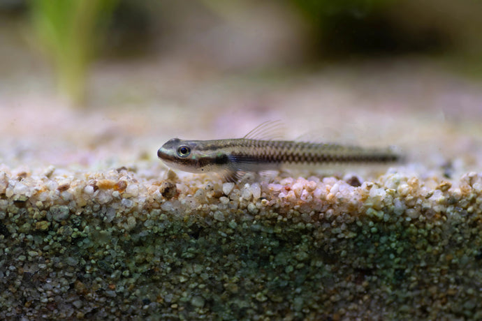 Blue Neon Goby