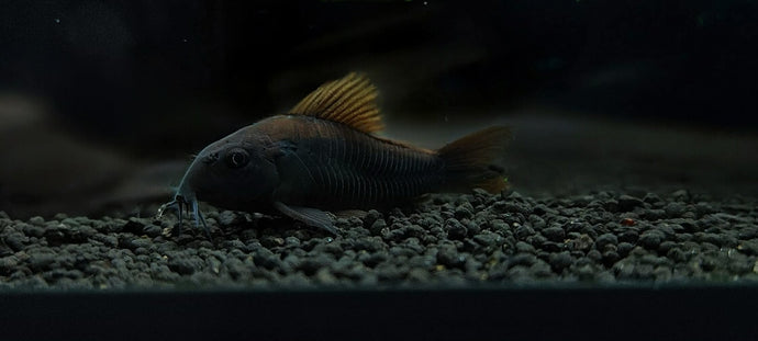 Black Venezuela Cory