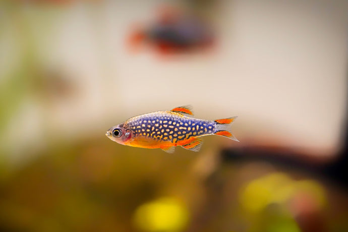 Celestial Pearl Danio - 1 FISH