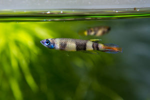 Clown Killifish - 4 Pack