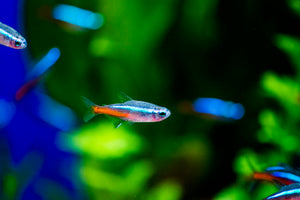 NEON TETRA - 5 Pack