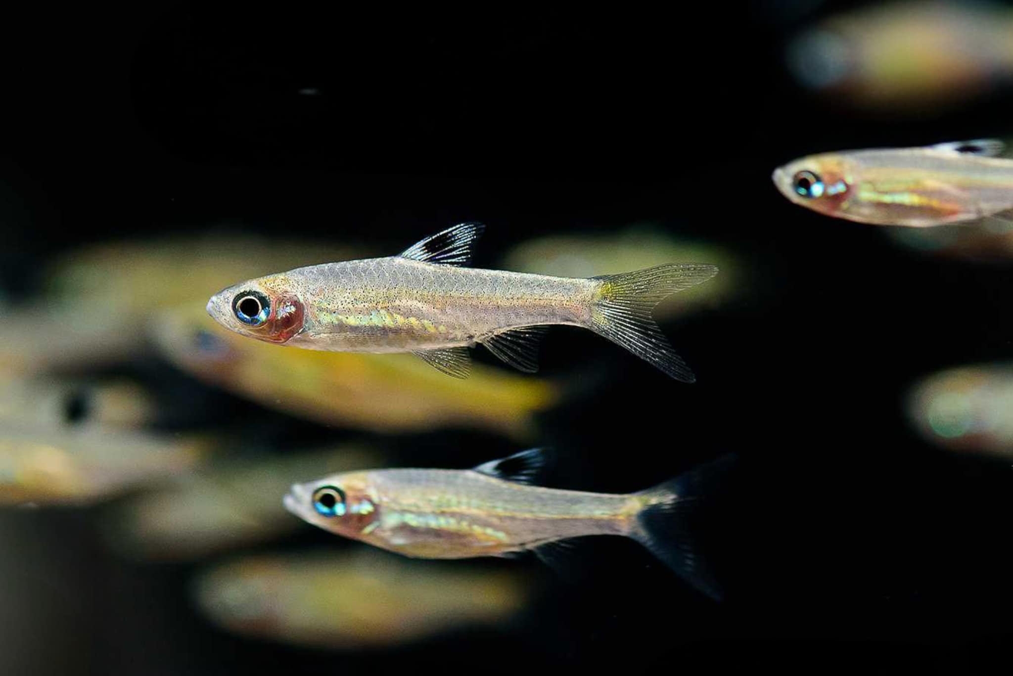 Emerald Eye Rasbora - Brevibora Dorsiocellata - 5 FISH – Tucky's Bettas