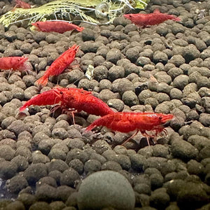 Fire Red Shrimp - 20 Pack + FREE SHIPPING