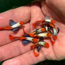 Load image into Gallery viewer, 1 Pair Koi Dumbo Red Tail Guppies - 1 Male 1 Female
