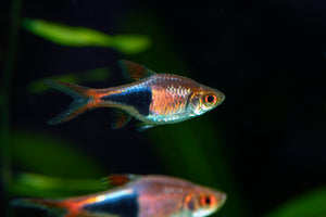 Harlequin Rasbora