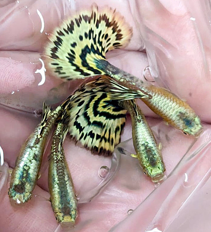 1 Trio Yellow Tiger Halfmoon Guppies - 1 Male 2 Female