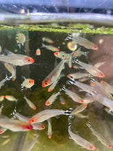 Load image into Gallery viewer, Rummy Nose Tetra - Hemigrammus Rhodostomus

