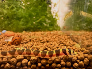 Kuhli Loach - 1 Fish