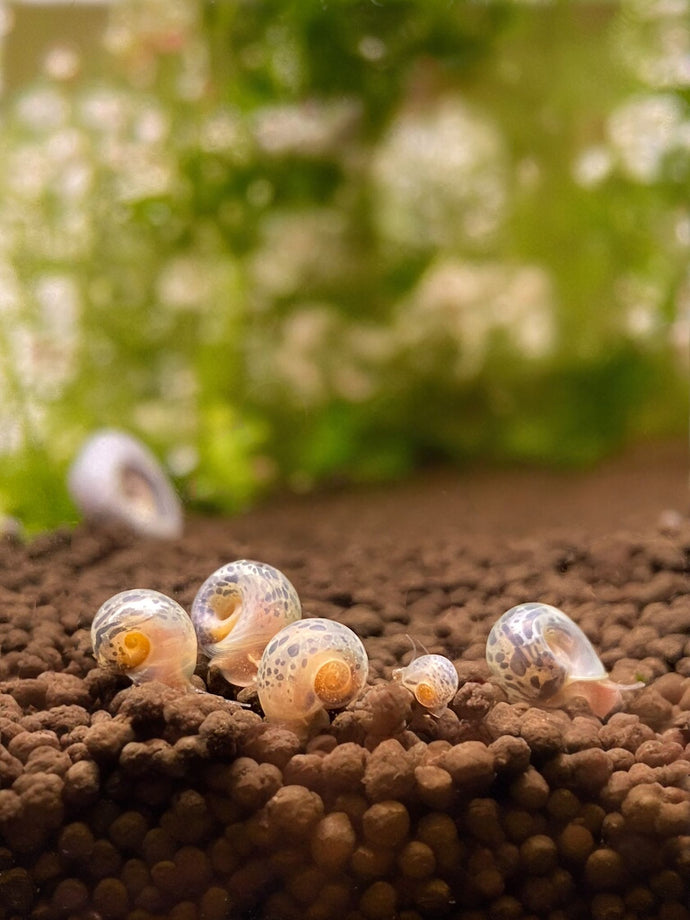 Leopard Ramshorn Snail - 5 Snails