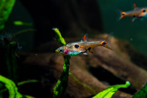 Mosquito Rasbora