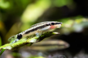 Otocinclus Catfish