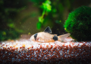 Panda Cory