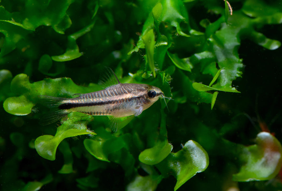 Pygmy Cory - Corydoras pygmaeus - 2 FISH – Tucky's Bettas
