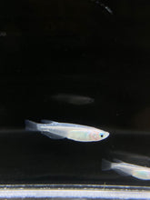 Load image into Gallery viewer, Medaka Rice Fish - Pearl Galaxy - 1 PCS
