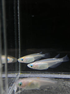 Medaka Rice Fish - Pearl Galaxy - 1 PCS