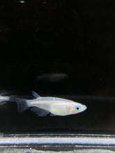 Load image into Gallery viewer, Medaka Rice Fish - Pearl Galaxy - 1 PCS
