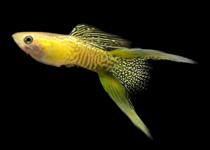 1 Trio Cobra Gold Lace Sword Tail Guppies - 1 Male 2 Female