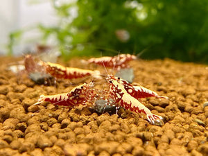 Red Galaxy Fishbone Shrimp - 5 Pack