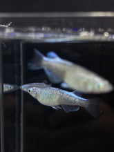 Load image into Gallery viewer, Medaka Rice Fish - Rinkou - 1 PCS
